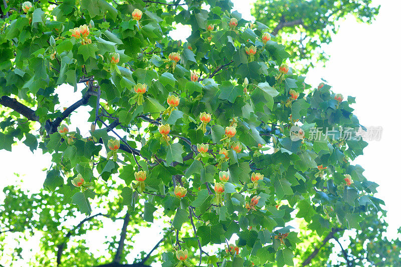 郁金香树花/鹅掌楸郁金香花